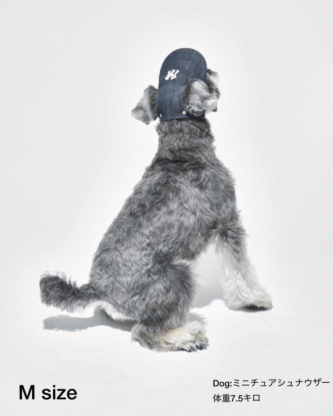MyBuddy CITY DOG DENIM CAP (INDIGO)